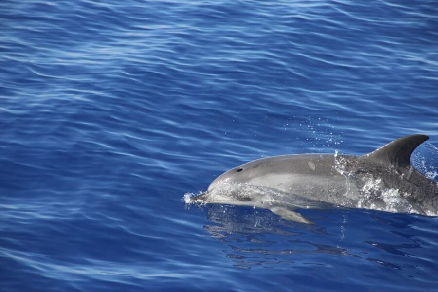 From Funchal: Madeira Dolphin and Whale Watching Tour - Price: is $47 worth it for dolphins, whales, and a second chance?