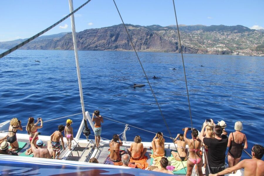From Funchal: Madeira Dolphin and Whale Watching Tour - Best fit: who should book this tour, and who might want a different option