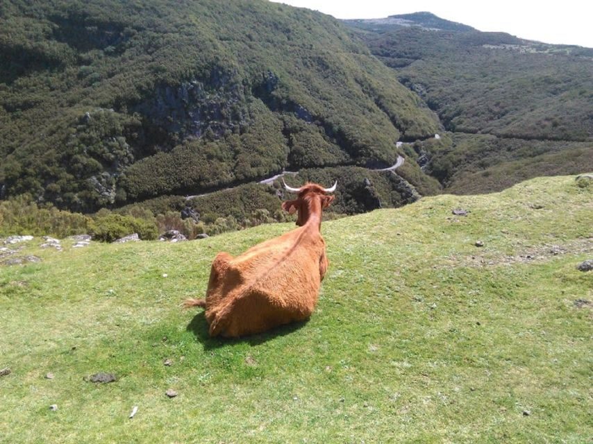From Funchal: West Madeira and Laurel Forest Day Trip - Cabo Girão: the highest sea cliff in Europe (and the Skywalk choice)