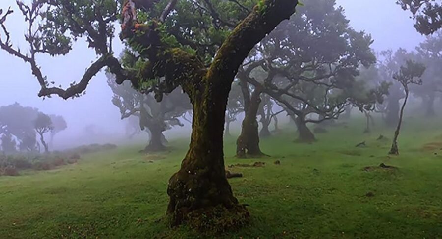 From Funchal: West Madeira Waterfalls and Fanal Forest Tour - Key Things You’ll Remember From This West Madeira Day Trip