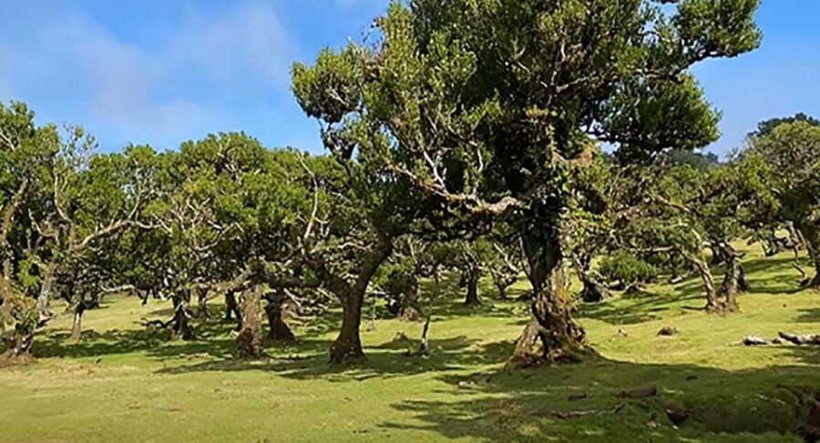 From Funchal: West Madeira Waterfalls and Fanal Forest Tour - Serra de Água: The Mountain Drive Part of the Experience