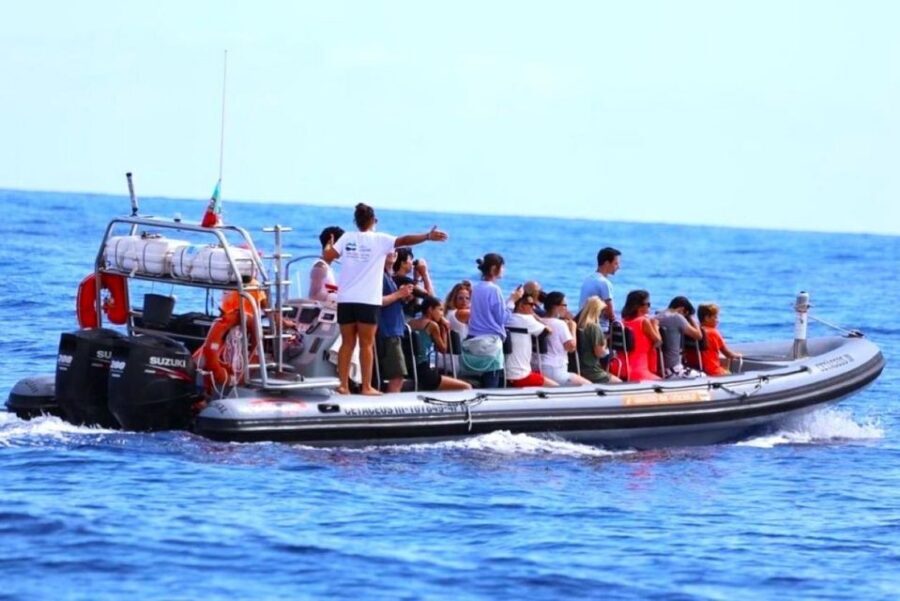 From Funchal: Whale and Dolphin Watching - What to pack (and what to skip) for a calmer, cleaner day