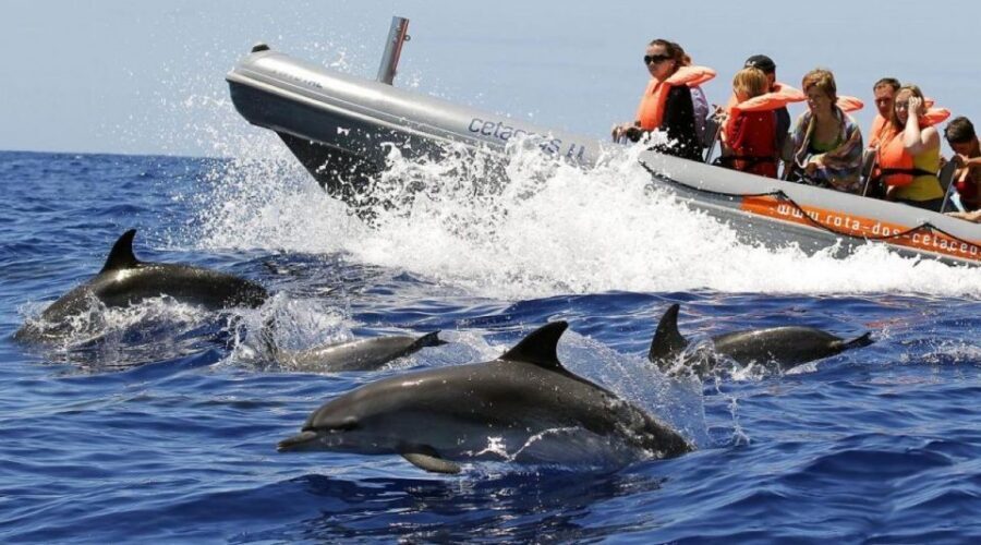From Funchal: Whale and Dolphin Watching - Madeira’s whale-and-dolphin hunt is built on speed and spotters