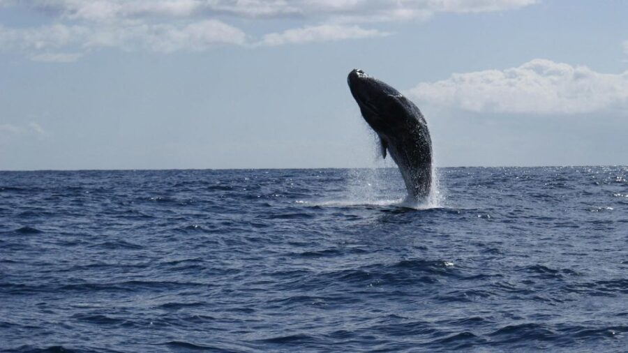 From Funchal: Whale and Dolphin Watching - Dolphin watching phase: lots of chances, lots of species