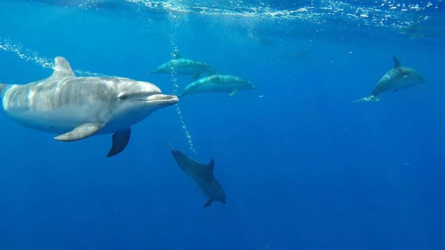 From Funchal: Whale and Dolphin Watching - Swimming with dolphins: fun, but bring the right mindset