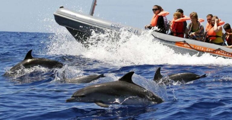 From Funchal: Whale and Dolphin Watching - The RHIB ride out of Funchal: close to the water, close to the action