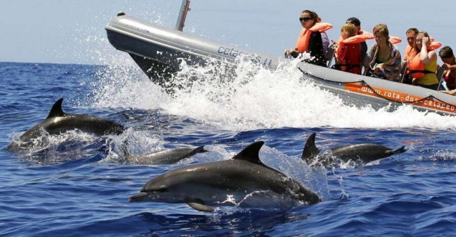 From Funchal: Whale and Dolphin Watching - The RHIB ride out of Funchal: close to the water, close to the action