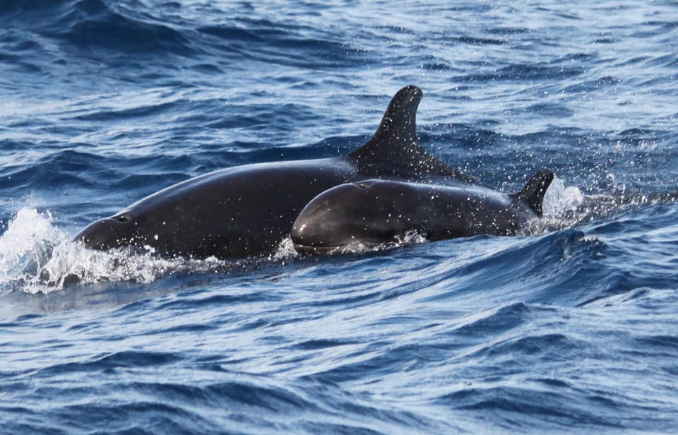 From Funchal: Whales and Dolphin Adventure Tour - Should You Book It?