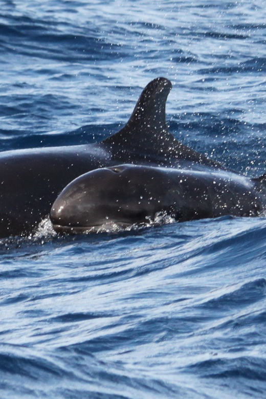 From Funchal: Whales and Dolphin Adventure Tour - Madeira From a Speedboat: Clear Water, Real Chances