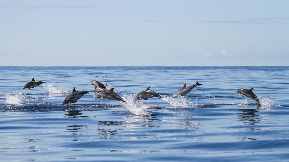 From Ponta Delgada: Whale and Dolphin Watching Trip - Key Highlights Worth Planning For