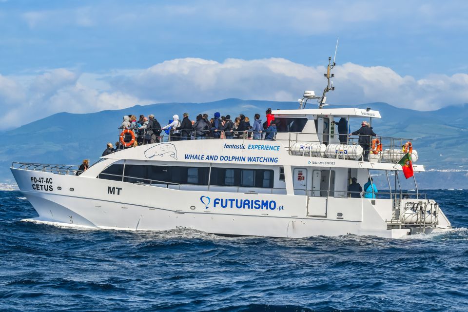From Ponta Delgada: Whale and Dolphin Watching Trip - Price and Value: Why About $82 Can Still Feel Worth It