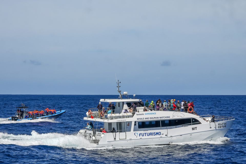 From Ponta Delgada: Whale and Dolphin Watching Trip - Ponta Delgada Setup: Portas do Mar Start Time Vibes