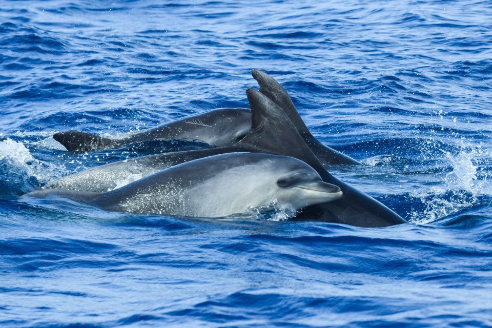 From Ponta Delgada: Whale and Dolphin Watching Trip - What You Might See Off Ponta Delgada (And When)