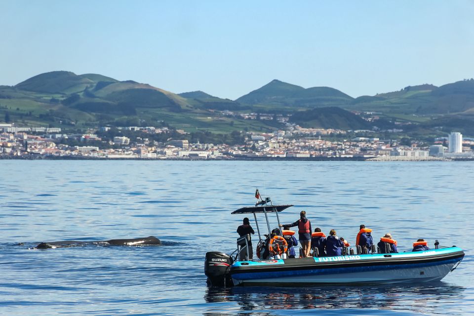 From Ponta Delgada: Whale and Dolphin Watching Trip - Onboard Marine Biologist Time: Learning That Actually Sticks