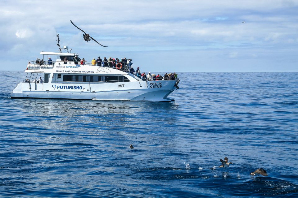 From Ponta Delgada: Whale and Dolphin Watching Trip - Ethical Viewing in Practice: Why the Rules Feel Like Part of the Magic