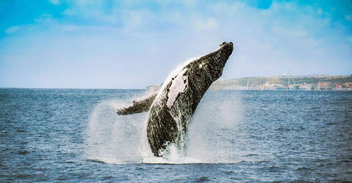 From Ponta Delgada: Whale and Dolphin Watching Trip - The “How Long Until We Find Something?” Factor