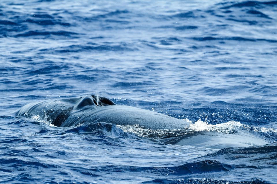 From Ponta Delgada: Whale and Dolphin Watching Trip - Rain Gear, Shoes, and the Stuff You Shouldn’t Stress About