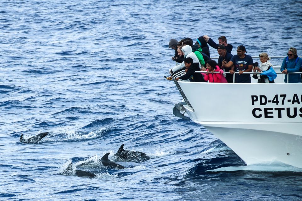 From Ponta Delgada: Whale and Dolphin Watching Trip - Catamaran vs Zodiac: Picking the Boat That Fits Your Day