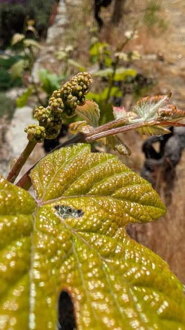 From Porto: 2 Wine Regions, Farm-to-Table Lunch & Boat - Amarante Stop: A Short Detour That Adds Portuguese Fuel