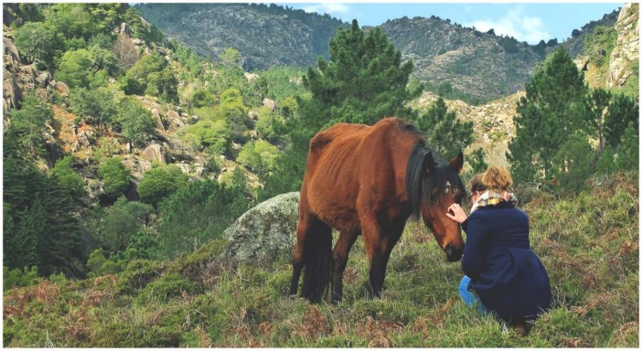 From Porto: Peneda-Gerês National Park Tour with Lunch - Pacing, comfort, and who this trip fits best