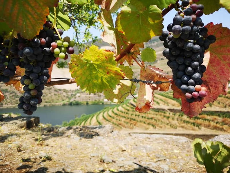 From Porto: Tastings at 2 Wineries, Chef's Lunch & Boat Tour - Price and value: why $134 can make sense on this day trip