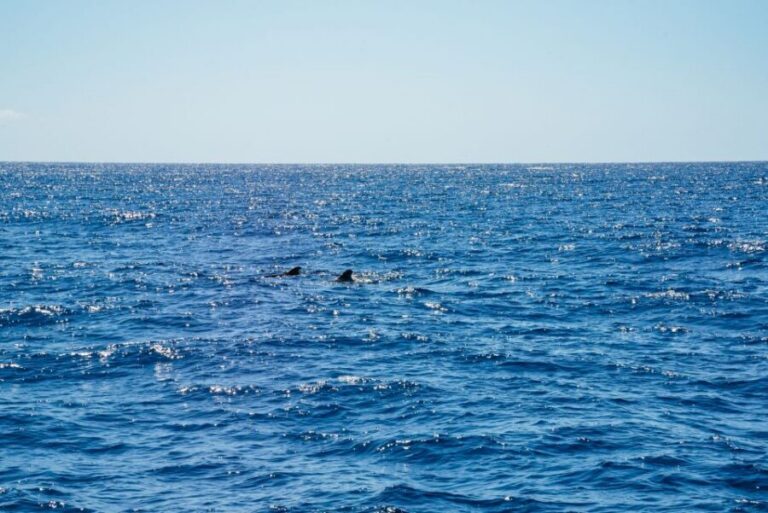 Funchal: Dolphin and Whale Watching by Luxury Catamaran - Boarding on a luxury catamaran: where you’ll actually want to sit