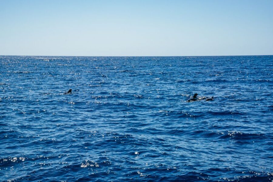 Funchal: Dolphin and Whale Watching by Luxury Catamaran - Price and value: is $47 the deal it looks like?