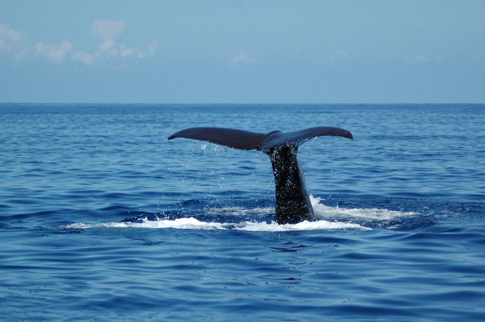 Funchal: Dolphin and Whale Watching Catamaran Cruise - Practical Logistics That Matter (Without Making It a Whole Project)