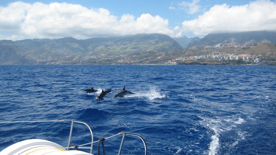 Funchal: Dolphin and Whale Watching Catamaran Cruise - From Funchal Marina to the Seaborn Catamaran: How the 3 Hours Flow