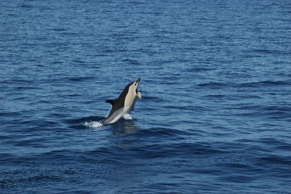 Funchal: Dolphin and Whale Watching Catamaran Cruise - What Marine Life You Can Expect to See (and what you should not assume)