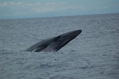 Funchal: Dolphin and Whale Watching Catamaran Cruise - Why Cabo Girão Makes This Cruise Feel Worth It
