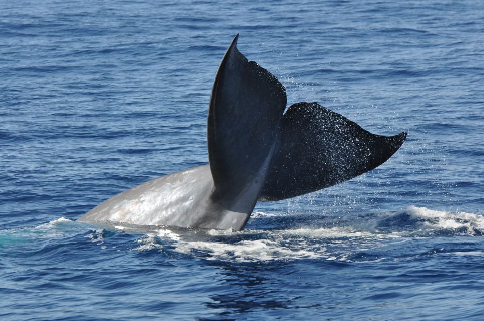 Funchal: Dolphin and Whale Watching Catamaran Cruise - The Swim Stop Under the Cliff: Snorkeling Gear and Clear-Water Fun