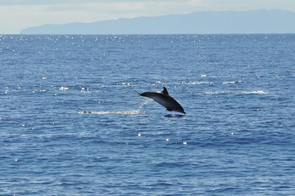 Funchal: Dolphin and Whale Watching Catamaran Cruise - Responsible Dolphin and Whale Watching: More Than a Buzzword
