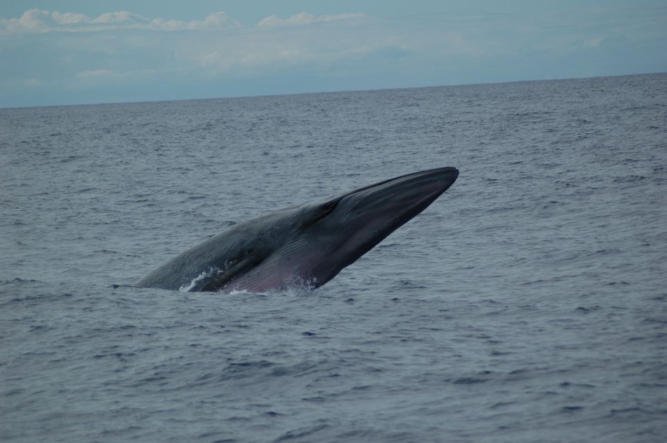 Funchal: Dolphin and Whale Watching Catamaran Cruise - Why Cabo Girão Makes This Cruise Feel Worth It