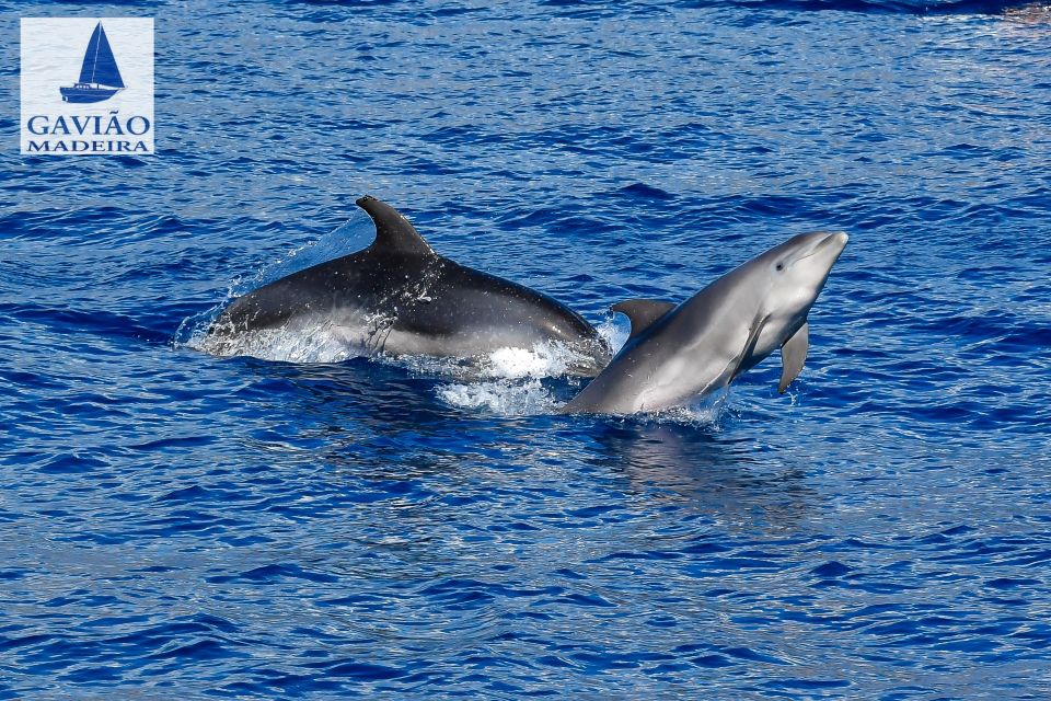Funchal: Dolphin and Whale Watching Sailing Trip - On Board Vibe: Drinks, Safety, and a Small-Yacht Pace