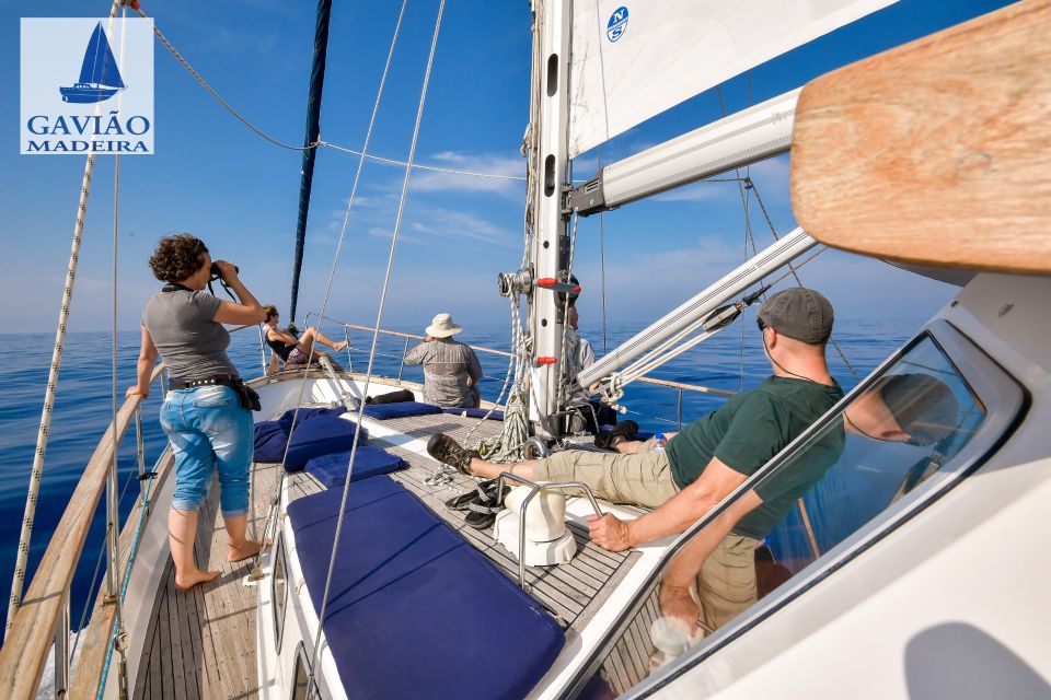 Funchal: Dolphin and Whale Watching Sailing Trip - Price and Value: Is $47 a Good Deal for Madeira Wildlife Watching?