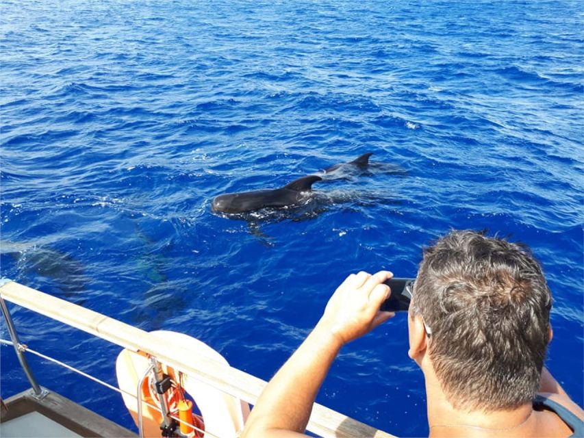 Funchal: Dolphin and Whale Watching Sailing Trip - What to Bring (and What You’ll Be Glad You Packed)