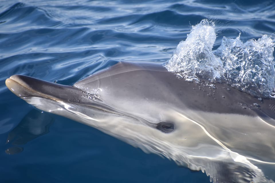 Lagos: Combo Dolphin and Benagil Tour with Marine Biologist - Hurricane Speedboat: The Real Starting Line at Marina de Lagos