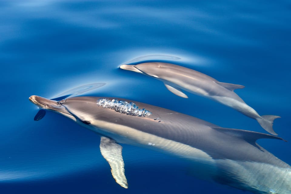 Lagos: Combo Dolphin and Benagil Tour with Marine Biologist - Who This Tour Suits (and Who Should Skip It)
