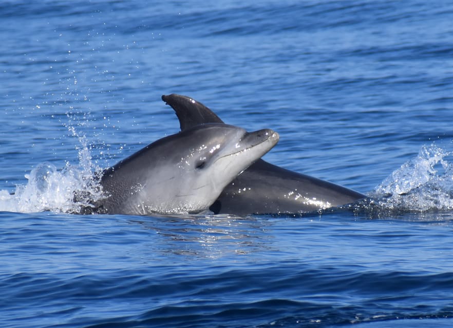 Lagos: Combo Dolphin and Benagil Tour with Marine Biologist - What to Bring for a Comfortable (Not Miserable) 2.5 Hours