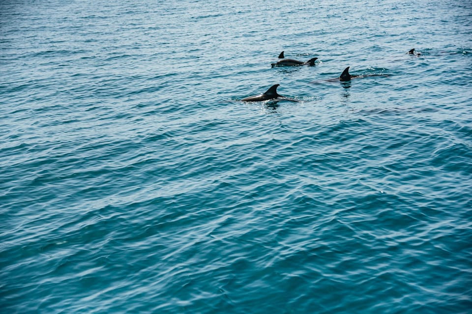 Lagos: Dolphin Watch Tour with Professional Marine Biologist - Weather Reality: The Atlantic Can Change Plans Fast