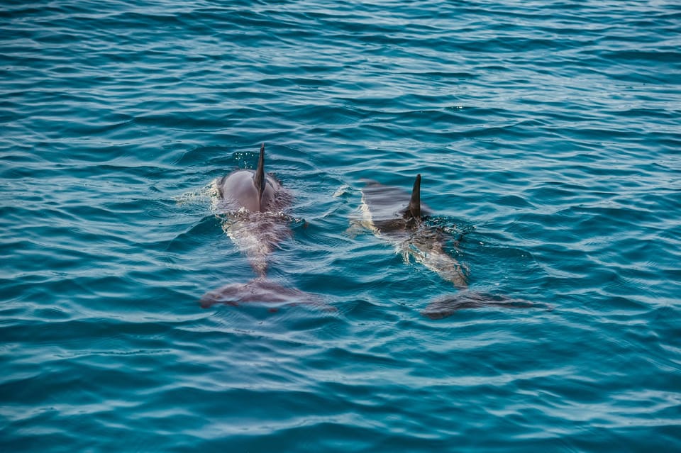 Lagos: Dolphin Watch Tour with Professional Marine Biologist - FAQ