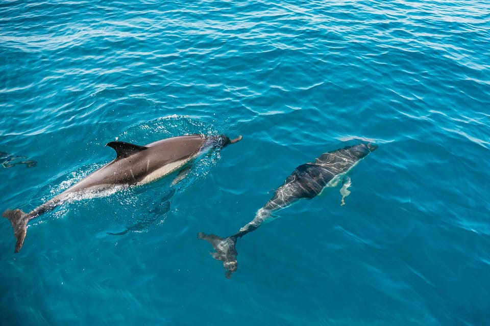 Lagos: Dolphin Watch Tour with Professional Marine Biologist - What You Actually Learn From the Marine Biologist