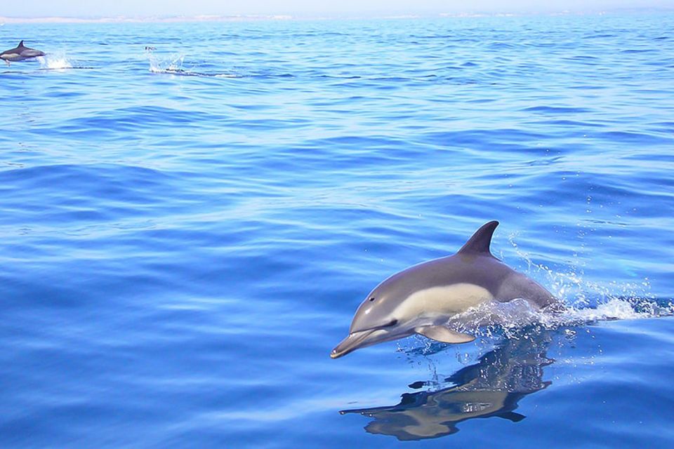 Lagos: Dolphin Watching with Professional Marine Biologists - Key takeaways before you book