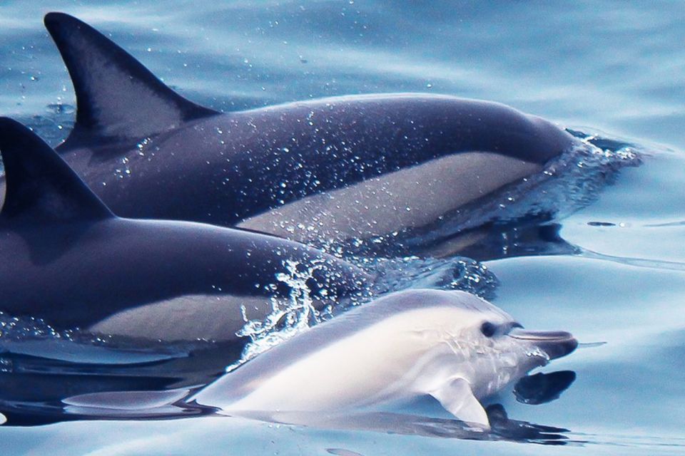 Lagos: Dolphin Watching with Professional Marine Biologists - Lagos dolphin watching starts at Marina de Lagos (Seafaris check-in)