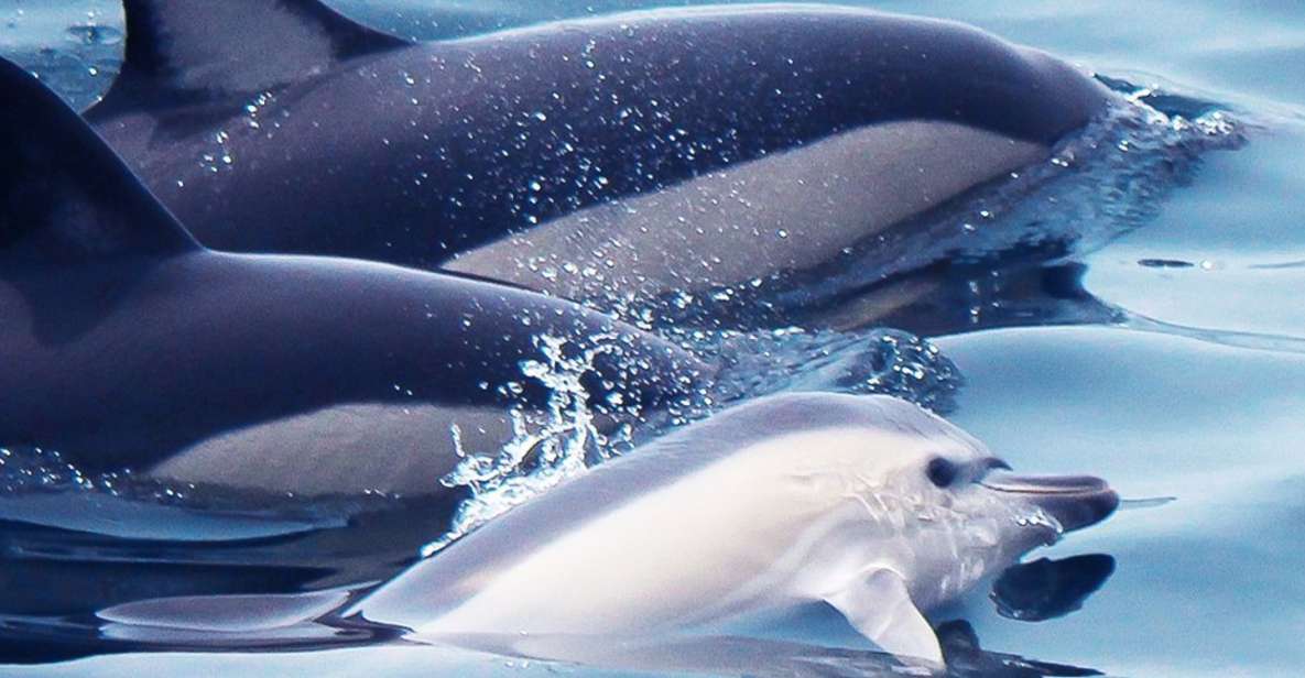 Lagos: Dolphin Watching with Professional Marine Biologists - Riding the Tornado RIB: speed is the point, and the point is a decision