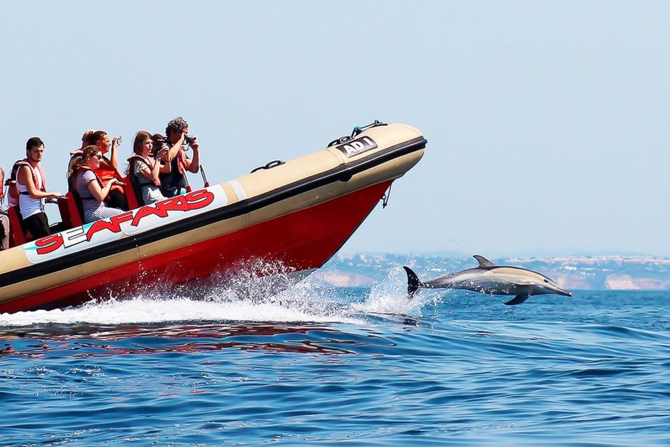 Lagos: Dolphin Watching with Professional Marine Biologists - Dolphin sightings: what to look for when you hear dolphins are near
