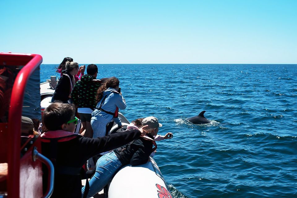 Lagos: Dolphin Watching with Professional Marine Biologists - The marine biologist angle: why the explanations change the trip