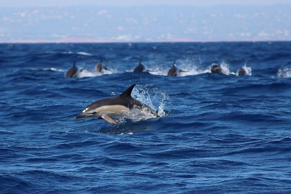 Lagos: Dolphin Watching with Professional Marine Biologists - Price and value: is $40 for 90 minutes worth it?