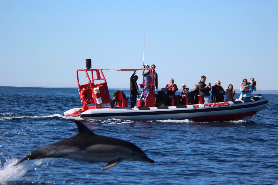 Lagos: Dolphin Watching with Professional Marine Biologists - What the 1.5-hour experience feels like on the water